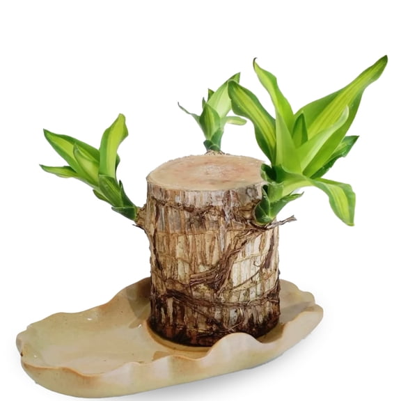 joxipe Lucky Brazilian Wood Factory, Lucky Bamboo Wood, Suitable for Office, Indoor, Desktop Decoration (2 Trees)