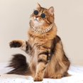 thumbnail image 4 of HeeHom Sunglasses and Gold Chain, Sunglasses for Cats Dog, Cat Costume Decorations, Classic Retro Cat Outfits, Lovely Style Puppy Retro Sunglasses, 4 of 8