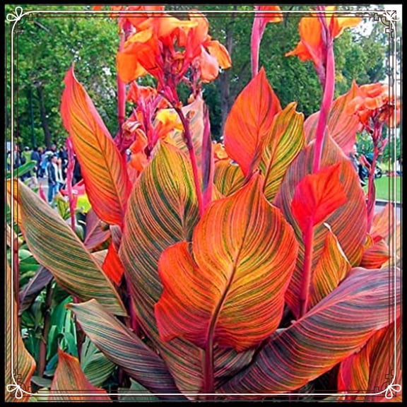 Canna, Low Maintenance - Easy Grow - Ideal for Beds Borders, Plant Pots & Planters