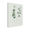 thumbnail image 2 of Trademark Fine Art 'Botanical I' Canvas Art by Incado, 2 of 3