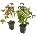 thumbnail image 6 of 2 Fire Power Heavenly Bamboo, Live Plants (Nandina Domestica) – Vibrant Foliage in 2.5” Nursery Cubes – Striking Fiery Red in Fall & Winter, Low-Maintenance Garden Accent, 6 of 8