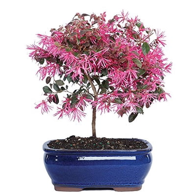 Fringe Flower Bonsai - Blooms in May 3 years old 9 Nigeria | Ubuy
