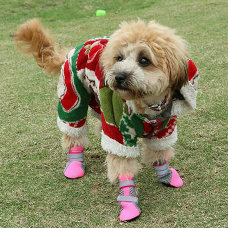 Big store dog booties
