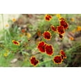 thumbnail image 4 of 1000 PLAINS COREOPSIS (Golden Tickseed) Coreopsis Tinctoria Flower Seeds, 4 of 6