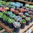 thumbnail image 6 of Assorted Cactus Plants Live Succulents (6 Pack),Mini plant Easy Care Indoor or Outdoor Gardening, Party ,Terrariums, Favors（2inch pot)）, 6 of 6