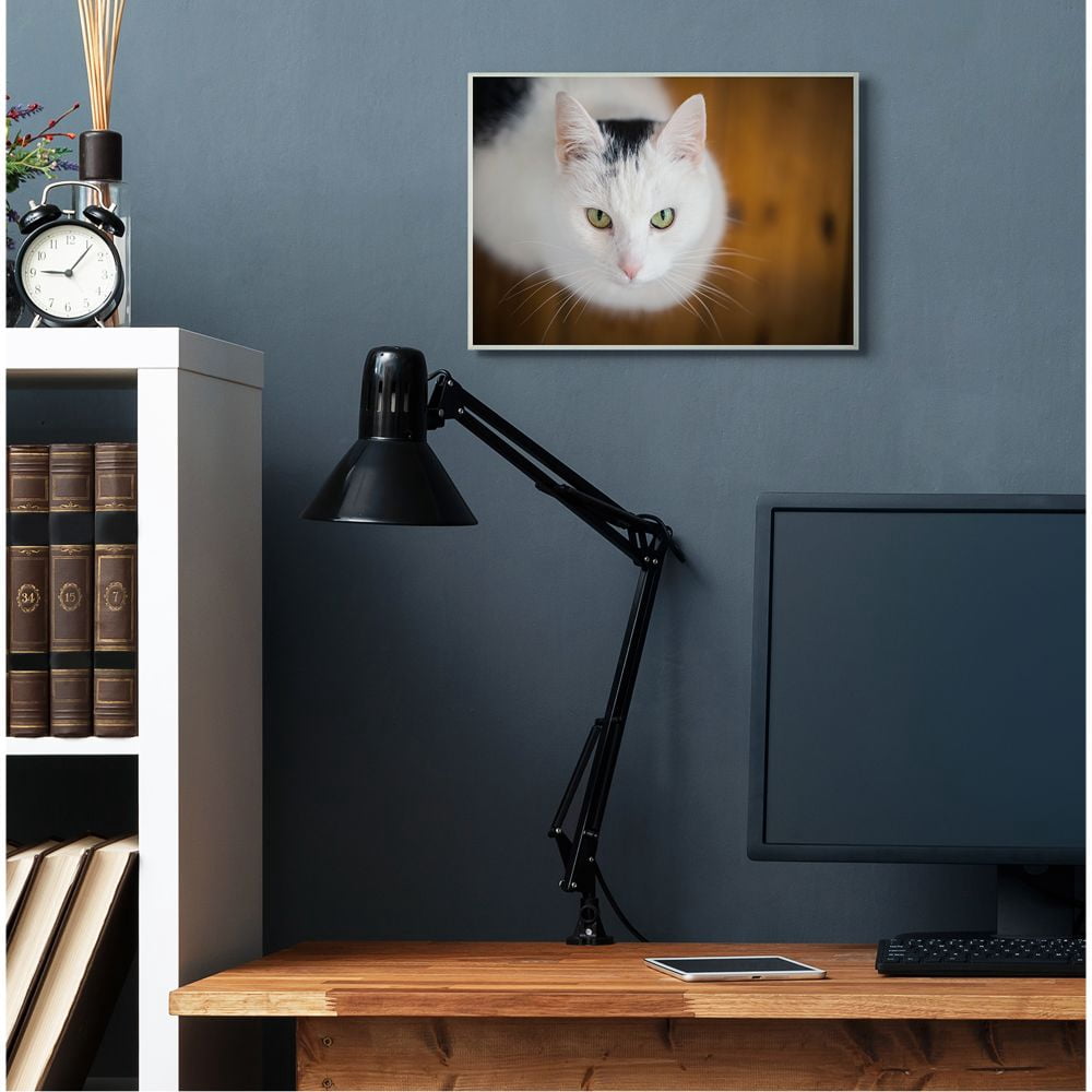 Stupell Industries Cat Eyes Animal Photograph Wall Plaque by Matthias Conrad