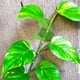 thumbnail image 4 of unbranded 50Ud Clips Para Plantas En Pared De Material ABS Soporte Duradero Para Enredaderas Y Jardín, 4 of 6