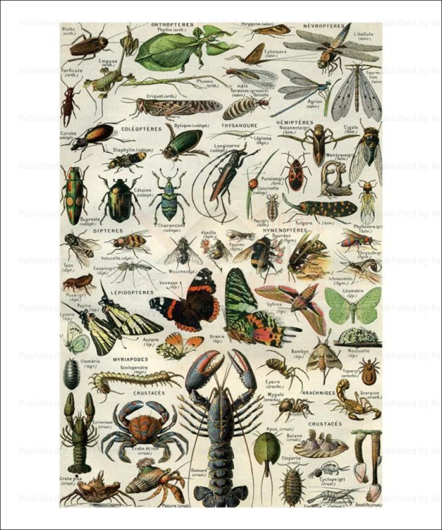 Arthropods, insects - Walmart.com