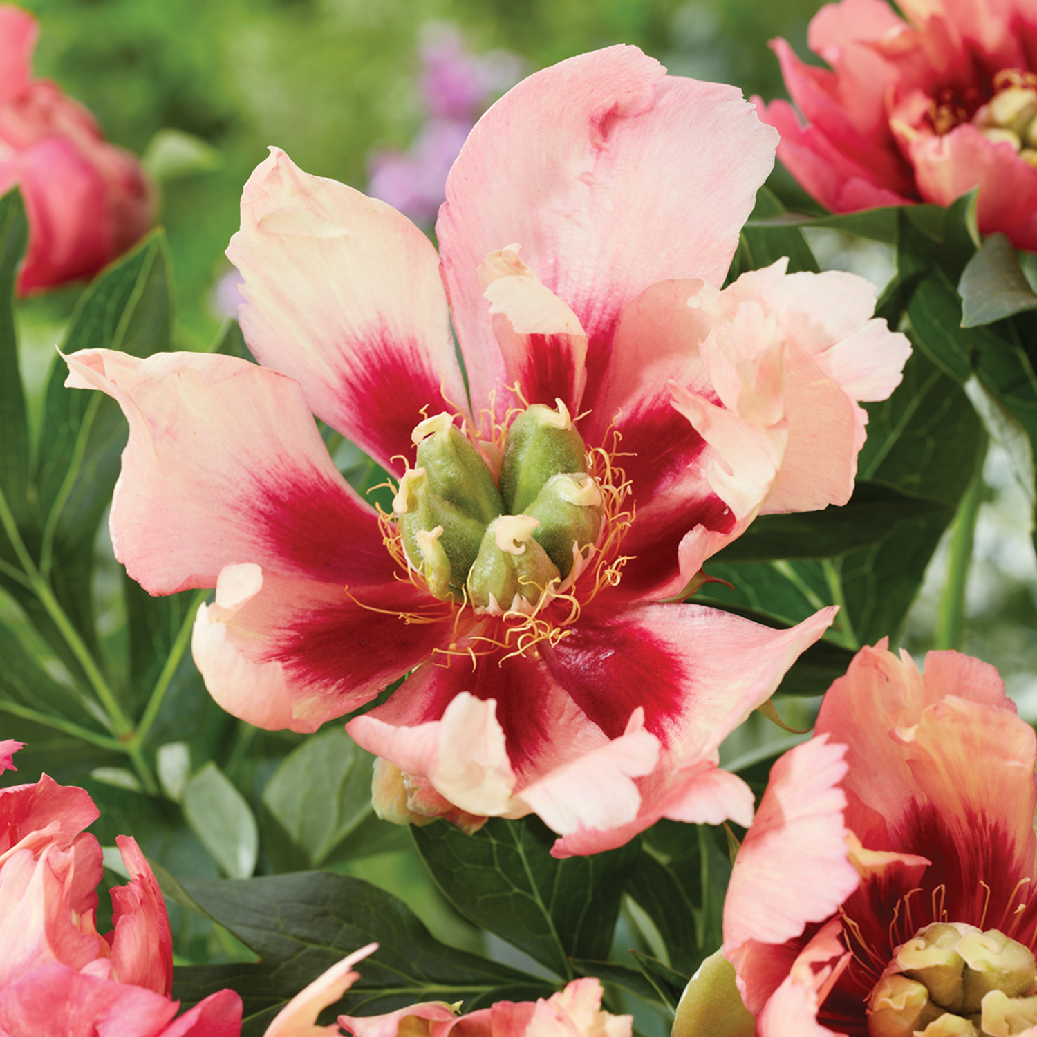 peony専用です Van Zyverden Itoh Peony Old Rose Dandy 1 Plant Root Pink