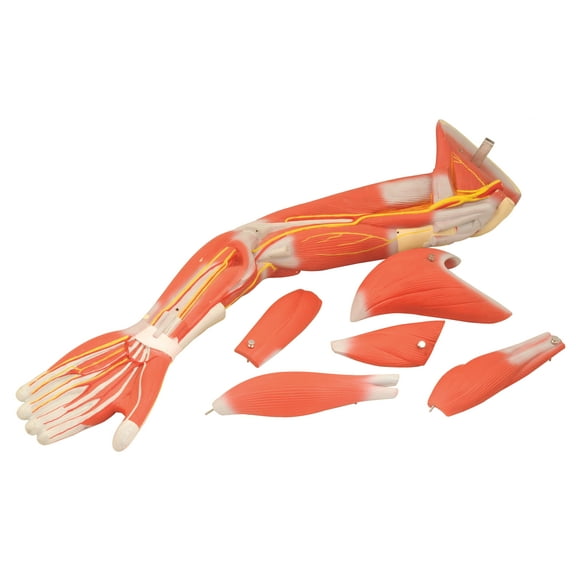 Eisco Labs Model of Human Muscular Arm; 5 removable muscles; On Stand; 22" long (without stand)