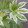 thumbnail image 2 of Fatsia japonica ‘Spider’s Web’ -Japanese Variegated Aralia- Live Starter Plant, 2 of 2