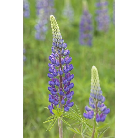 Canada, Nova Scotia, Lunenberg. Close-up of. lupine flowers. Poster Print by Jaynes Gallery (24 x 36)