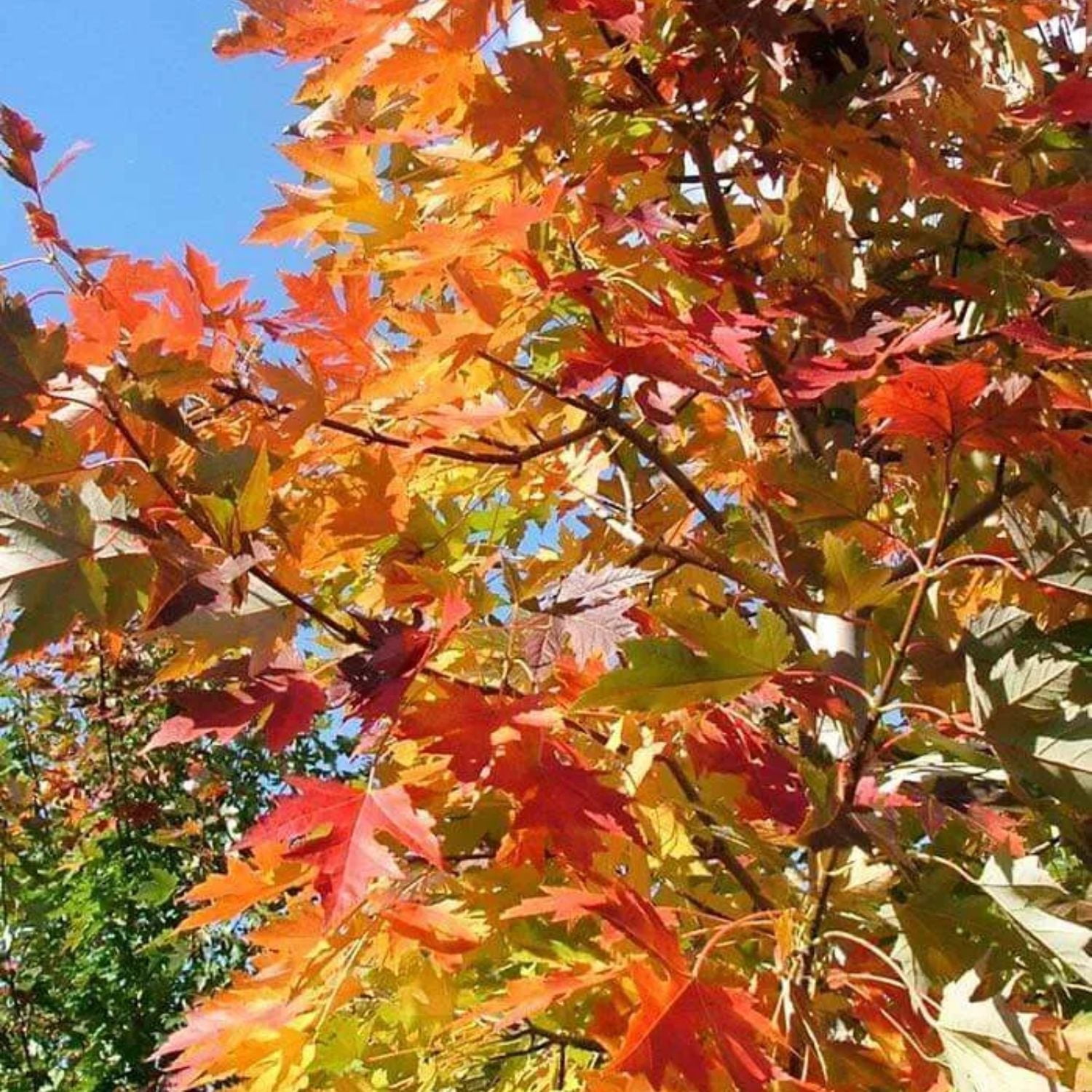 Expert Gardener 2-3 ft. tall Celebration Maple Live Tree in 5- Gallon Grower Pot