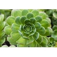 thumbnail image 4 of 10 Velvet Rose Succulent Cactus Seeds for Planting Aeonium canariense, 4 of 5