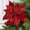 Red, variant on Factory Direct Craft 10" Red Velvet Artificial Poinsettia with Clip, 4" Stem, Christmas Flower Pick, 6 Count