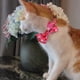 thumbnail image 3 of Nueva mascota fruta lazo cinta gato collar arco extraíble campana, 3 of 5