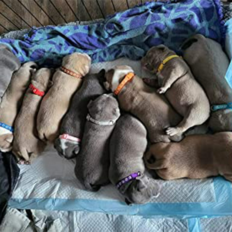 Newborn puppy on sale collars walmart