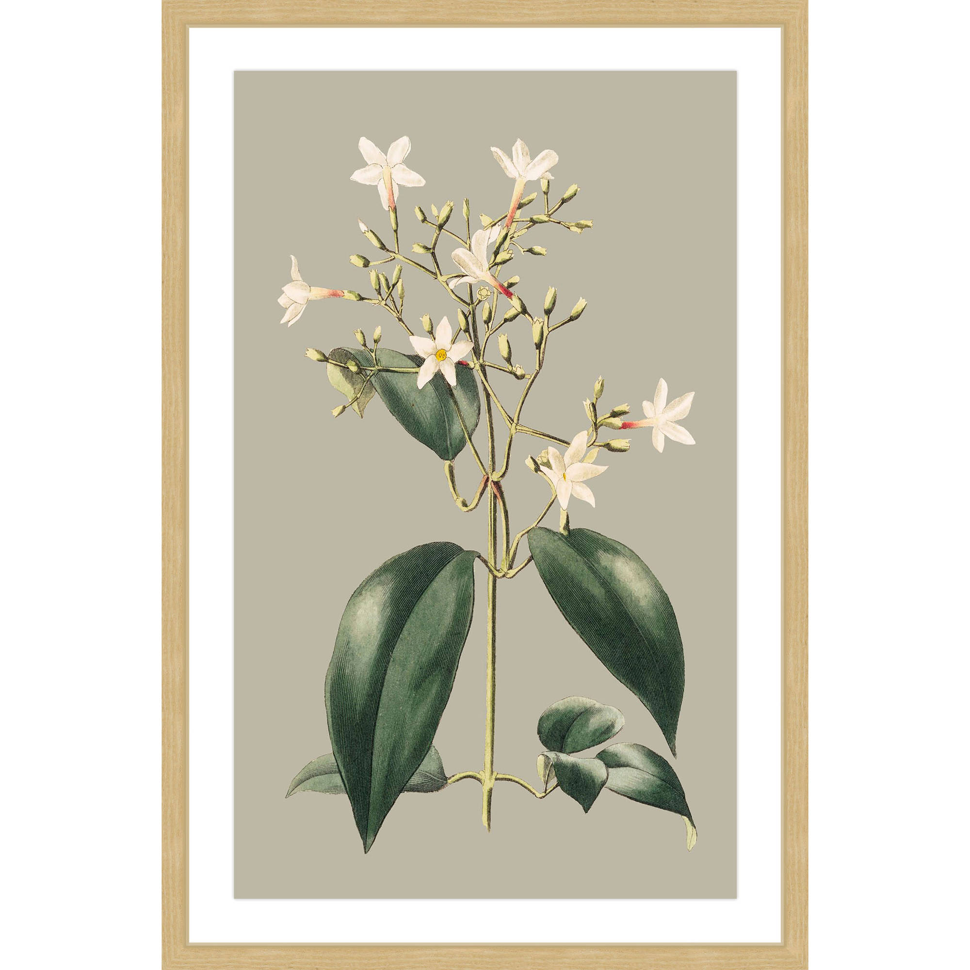 Marmont Hill "Botanical Cabinet I" Framed Painting Print