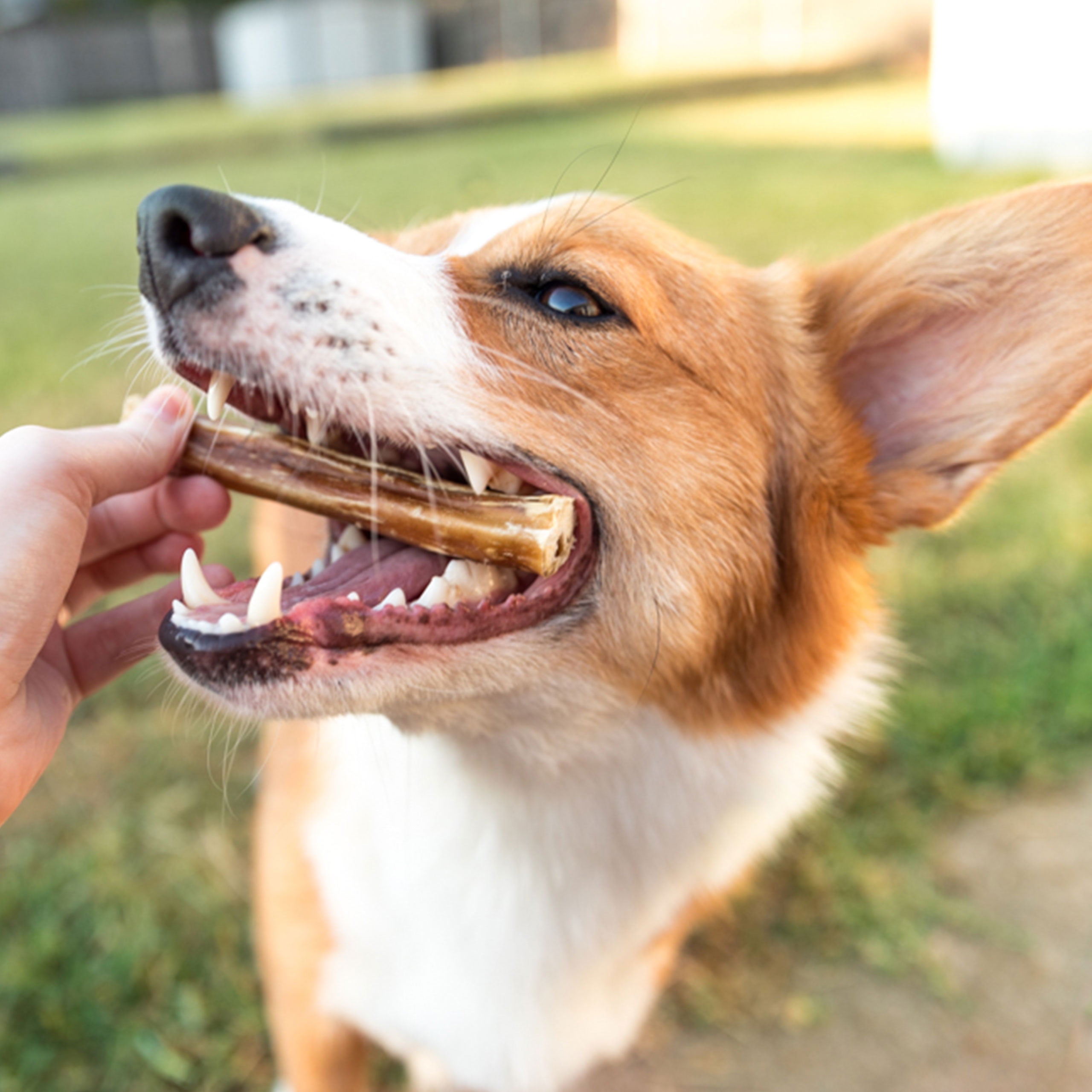 are pig ears better for a pembroke welsh corgi than rawhide ears