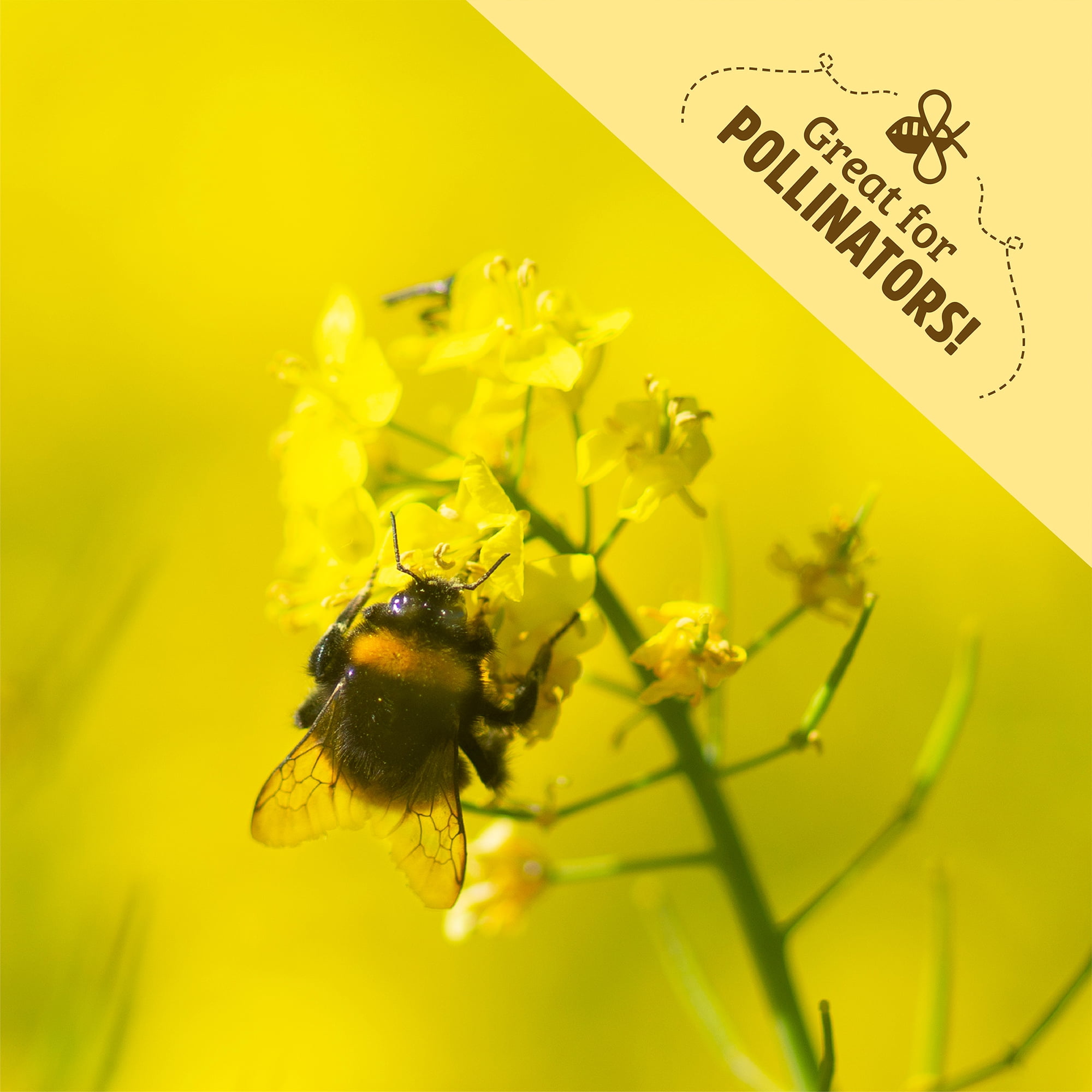 Back to the Roots Organic Yellow Mustard Cover Crop Seeds
