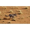 thumbnail image 2 of Kaveney, Wendy 18x12 White Modern Wood Framed Museum Art Print Titled - Namibia, Sossusvlei Aerial of running oryx, 2 of 4