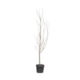 thumbnail image 4 of Expert Gardener Ruby Sweet Plum Live Tree in 3.75-Gallon Grower Pot, 4 of 7