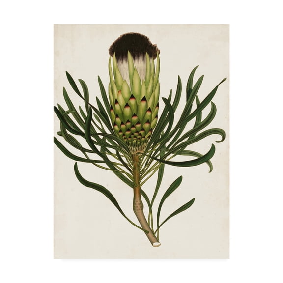 Trademark Fine Art 'Antique Protea II' Canvas Art by Unknown