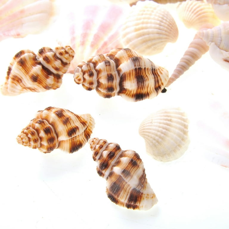 Mixed Beach Sea Shells For Decoration (Bag Of 100 Shells)