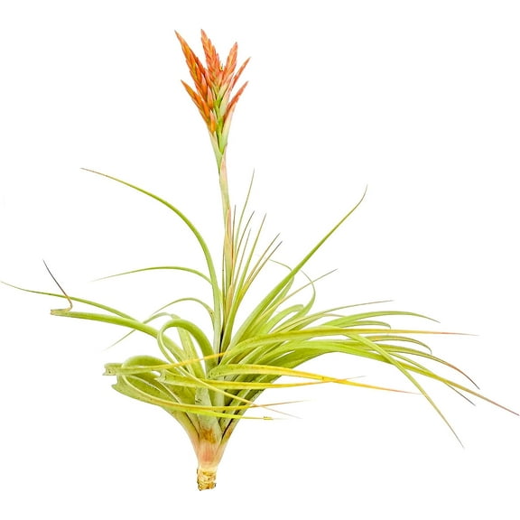 ragnaroc Air Plants - Flowering Tillandsia Vernicosa, Jumbo 7-10" - 1ct - Live Arrival Gauranteed - House Plants for Home Decor & Gift