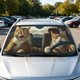 thumbnail image 4 of Car Windshield Sunshade Foldable Sunshade For Sun Protection And Heat Insulation, 4 of 6