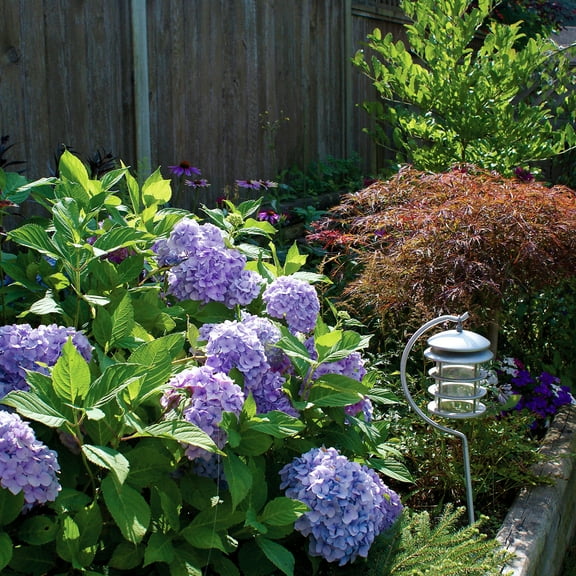 Nikko Blue Hydrangea - macrophylla - Bigleaf - 4" Pot