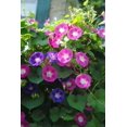 thumbnail image 2 of Morning Glory Seed, Tall Multicolor Mix, 500 Seeds, Glowing Multicolor Season Long Blooms, 2 of 5