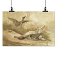 thumbnail image 2 of Print: Ducks, One Fleeing, One Dead, 2 of 4