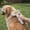 Orange, variant on Dog Shedding Brush - Pet Grooming Hair Comb, Puppy Cleaning Tool, Home Salon Equipment, Indoor Outdoor Veterinary, Shower Shedding Bathing, Massage and Care Accessories