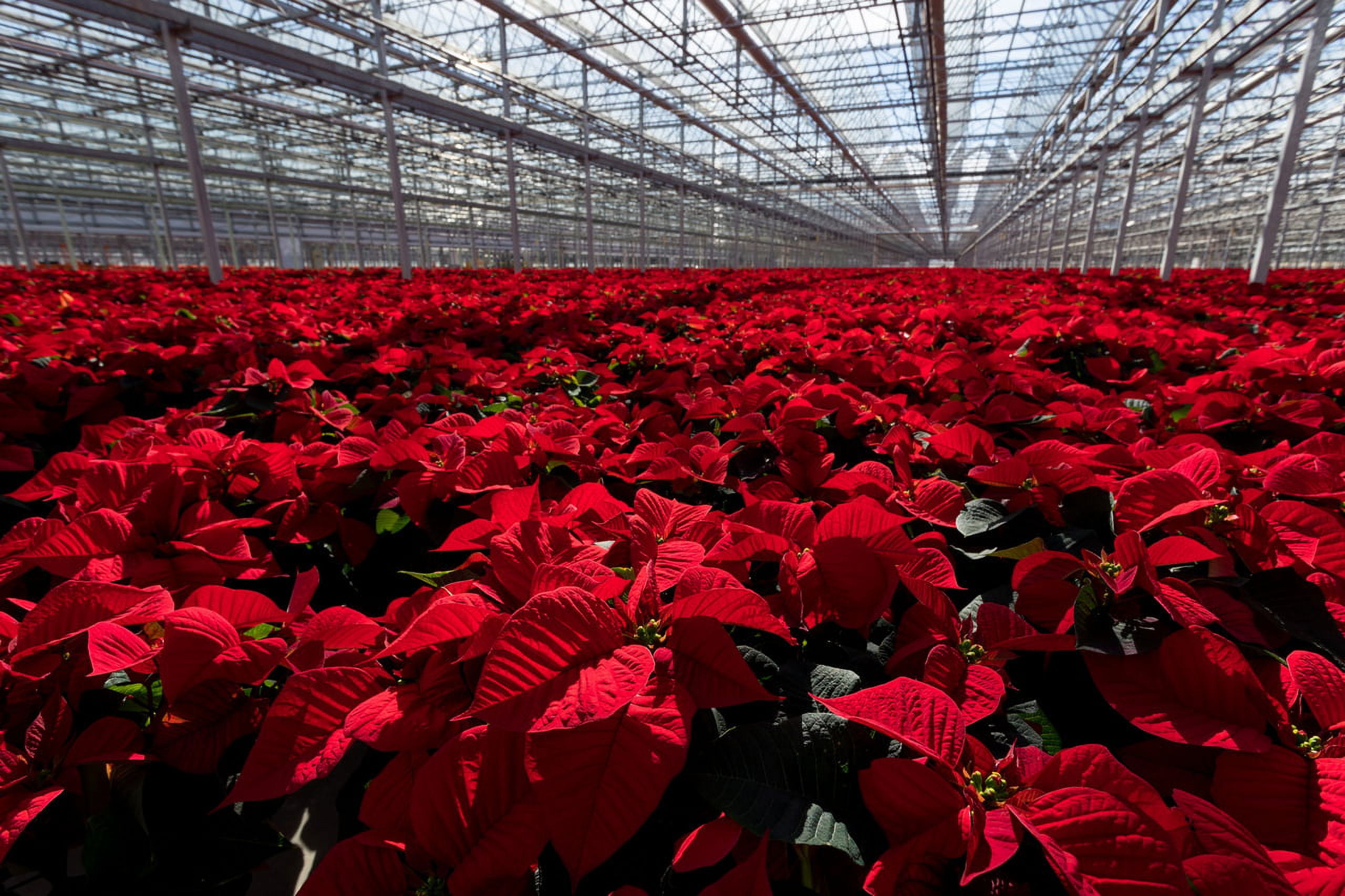 Holiday Time 1Gal Poinsettia Foliage Live Houseplant Decorative Plastic Centerpiece Indirect Sunlight