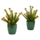 thumbnail image 1 of Planta Artificial Suculenta Sedum En Macetero Verde (Juego De 2), 1 of 2