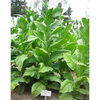 is heat tobacco com legit Heat-Not-Burn Tobacco: The Next Wave Of A Harm-Reduction Revolution