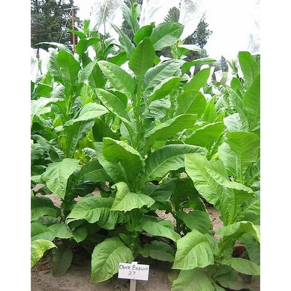 1000 Dixie Bright 27 Tobacco Seeds ~ Heirloom Nicotiana Tabacum ~ Fast grow