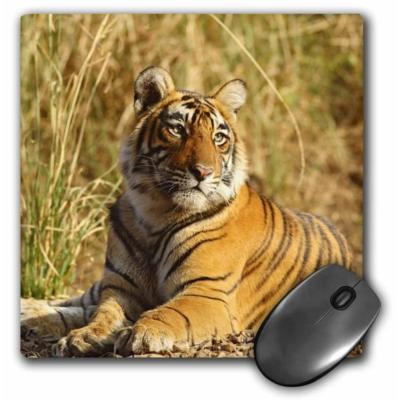 3dRose, Royal Bengal Tiger, Ranthambhor National Park, India-AS10 JRA0308 - Jagdeep Rajput, MousePad