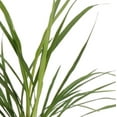 thumbnail image 2 of Expert Gardener 1PT Green Dracaena Live Annual Plant Shade, 2 of 7