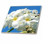 3dRose White Plumeria Grown in Hawaii - Ceramic Tile, 4-inch