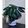 thumbnail image 2 of Black Velvet Alocasia Live Plant 4-7" Tall for Planting, Alocasia Reginula, Reginula Elephant Ear, Live Outdoor / Indoor Tropical Houseplant, Home / Office Decor, Easy Care, 2 of 5