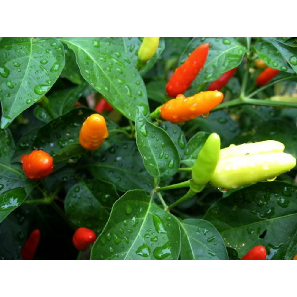 Tabasco Pepper Plant Two (2) Live Plants Not Seeds in