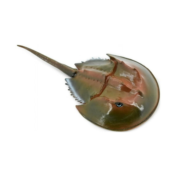 Horseshoe Crab, Museum Quality, Hand Painted, Rubber Crustacean, Realistic Toy Figure, Model, Replica, Kids, Educational, Gift, 6" CH467 BB151