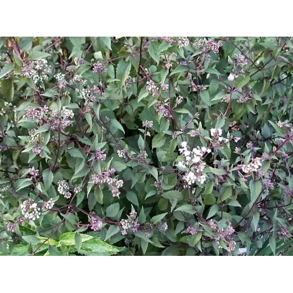 50 CHOCOLATE Joe PYE WEED Eupatorium Rugosum Flower Seeds