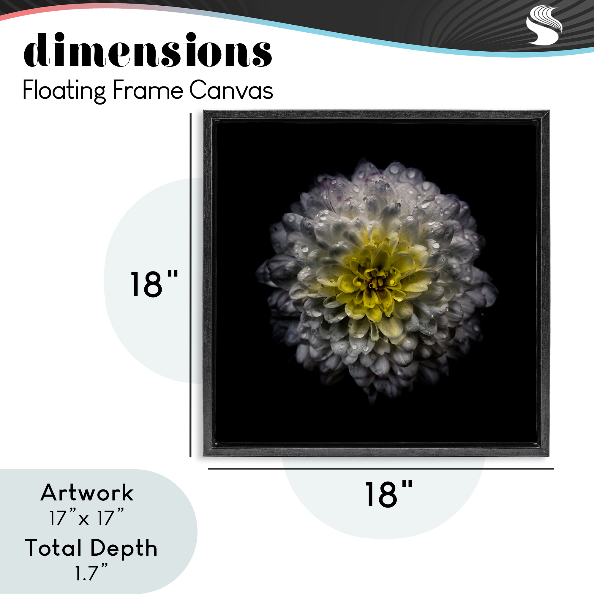 White And Yellow Mum Black Framed Floater Canvas Wall Art, design by Brian Carson Photography