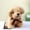 Beige, variant on Apmemiss Toddler Toys Clearance Dog Toy Decoration Simulation Animal Doll Plush Dogs Kids Stuffed Toys Adorable Puppy for Decoration Christmas Gifts