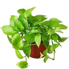 Neon Pothos–Epipremnum 'Neon'–Vibrant foliage  6" Pot