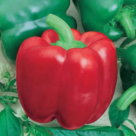 Yolo Wonder L - Sweet Pepper Garden Seeds - 1 Lb - Non-GMO Heirloom - Bell Peppers - Resistant to Tobacco Mosaic Virus - Vegetable Gardening