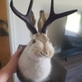 thumbnail image 2 of Jackalope Head Wall Decor, Faux Taxidermy Animal Mount With Antlers, For Living Room, Bedroom, Office, Rustic Home Wall Art Decorations, 2 of 8